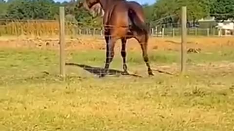 Funny video