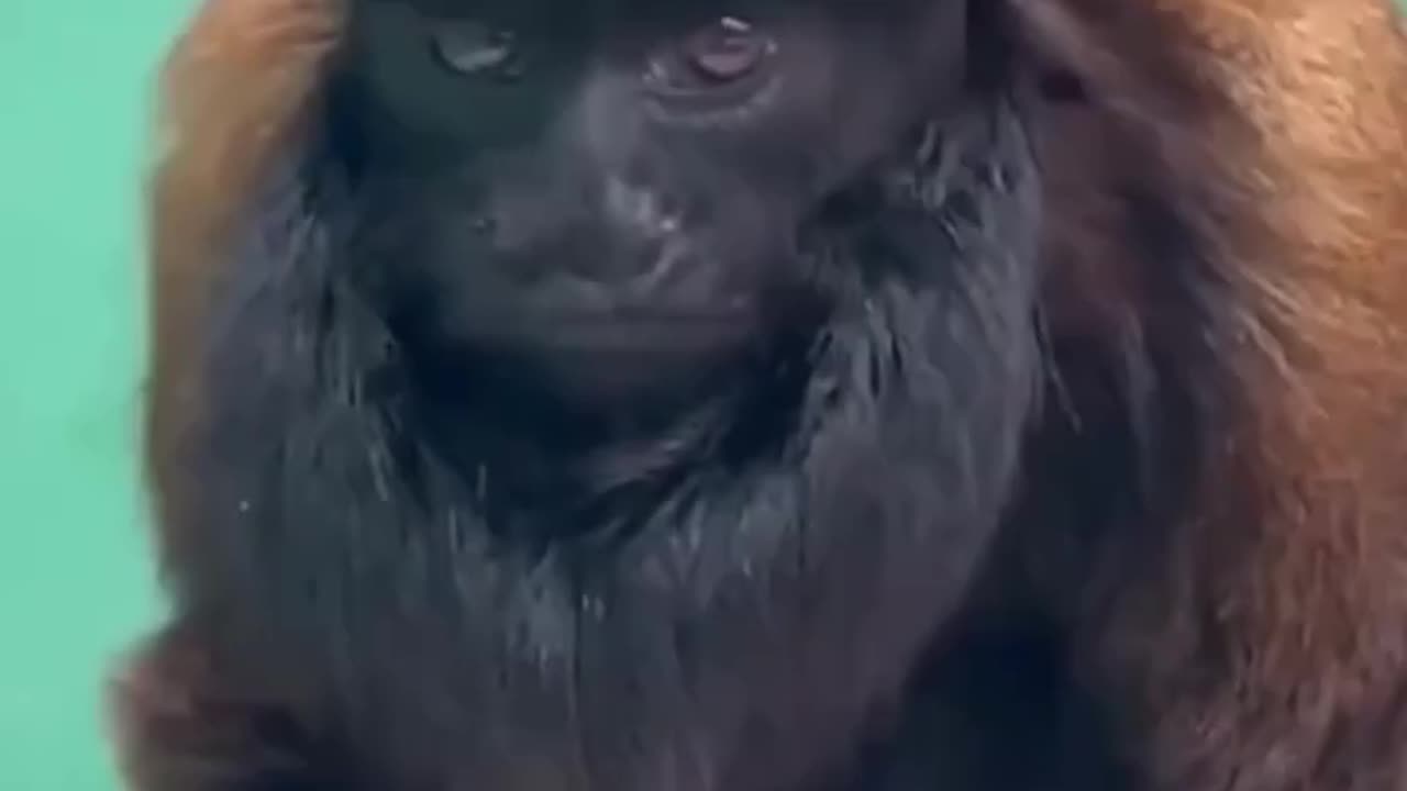 Rare black bearded saki monkey, one of 2,500 left in the wild