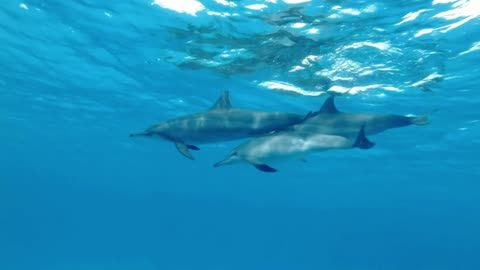 Sea Food & Mysterious Videos of Sea Animals