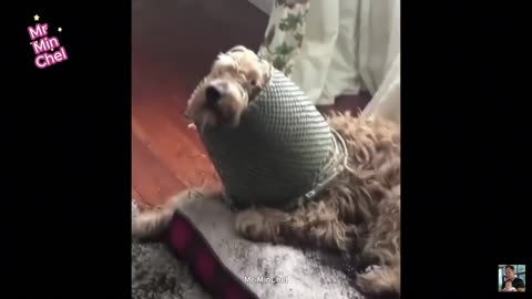 Best Funny Animal Videos –🐶Dogs & Cats😹 That Will Make You Laugh!