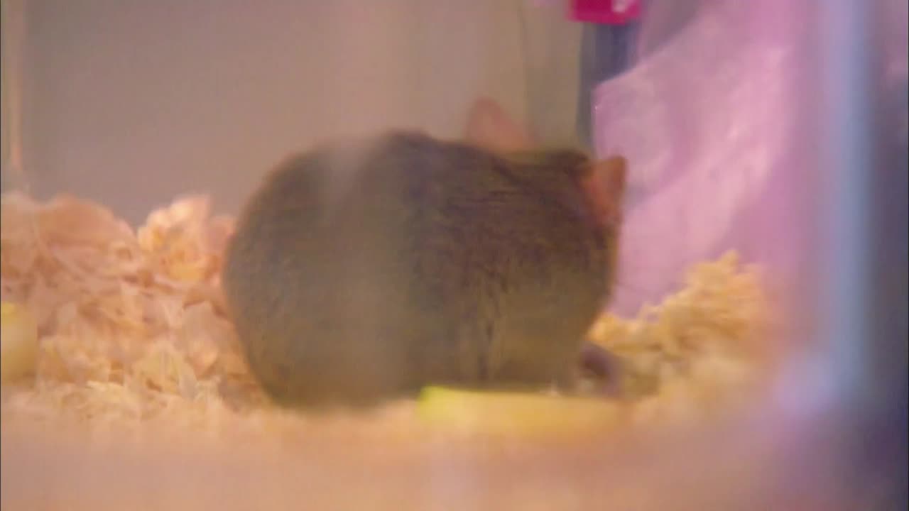 Mi Mascota y Yo - T01E21 - Ratones