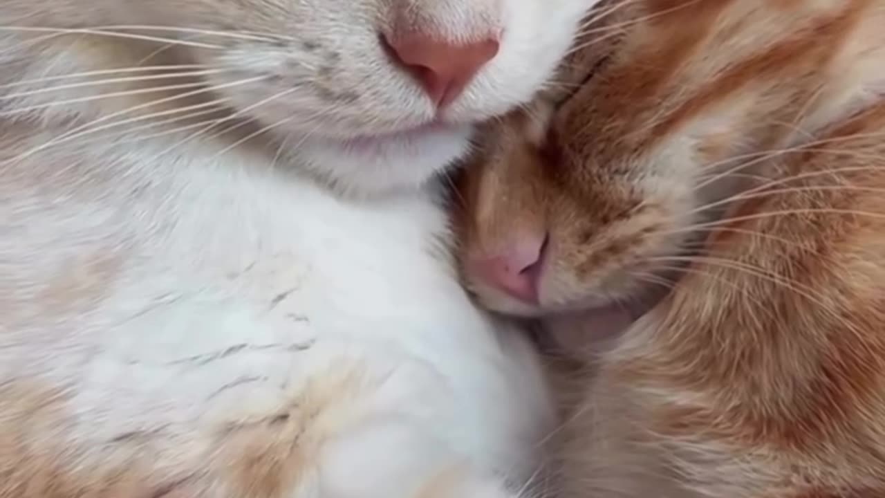 CATS Talking Love