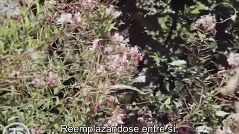 Ayudantes Alados. Un Documental Sobre La Granja Estatal Apícola Zaozerny
