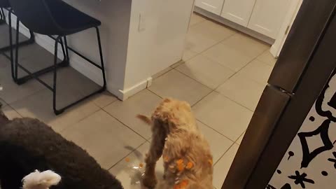 Carrot Slicing Lunch Extravaganza