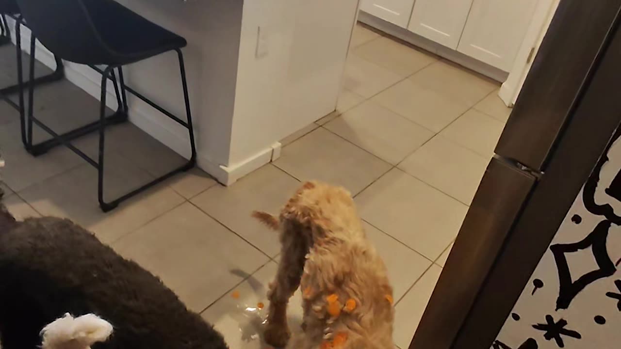 Carrot Slicing Lunch Extravaganza