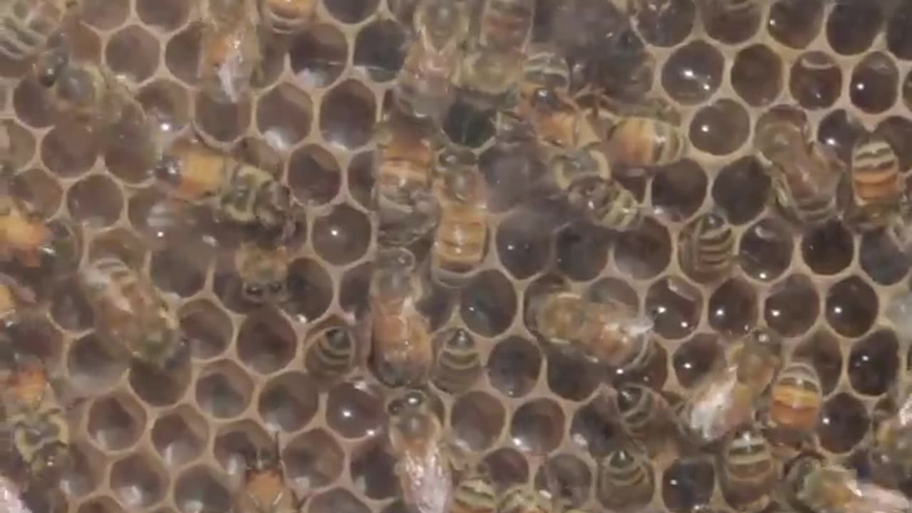 This wall-mounted glass beehive lets you keep bees in your home.