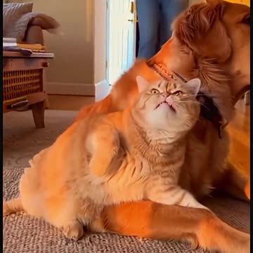 Funny cats and dogs