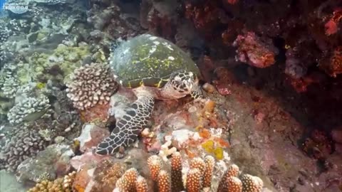 Under Water Adventure with Sea Life