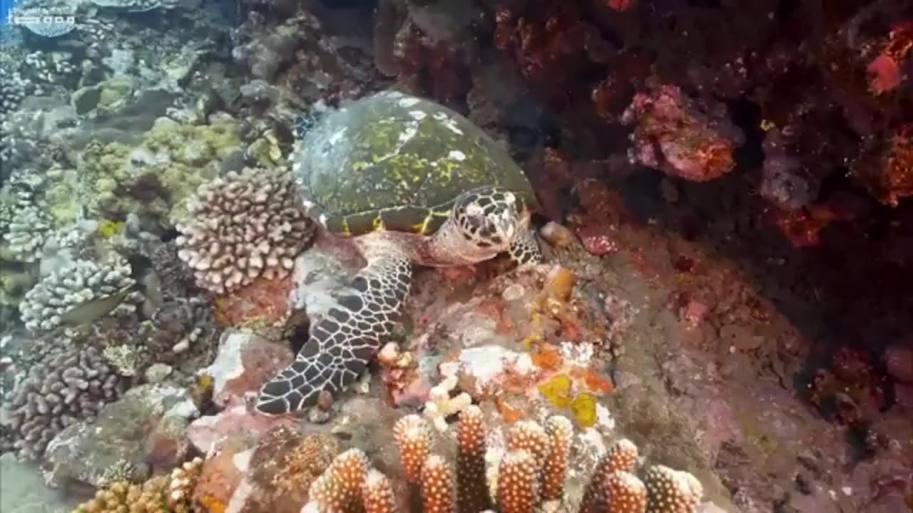 Under Water Adventure with Sea Life