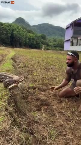 Man Catches an Absolutely Terrifying, Aggressive, Massive Python with Just His Bare Hands