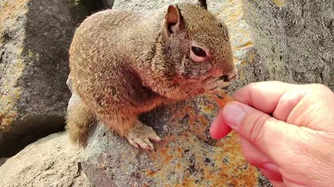 Feeding Squirrels at the Beach