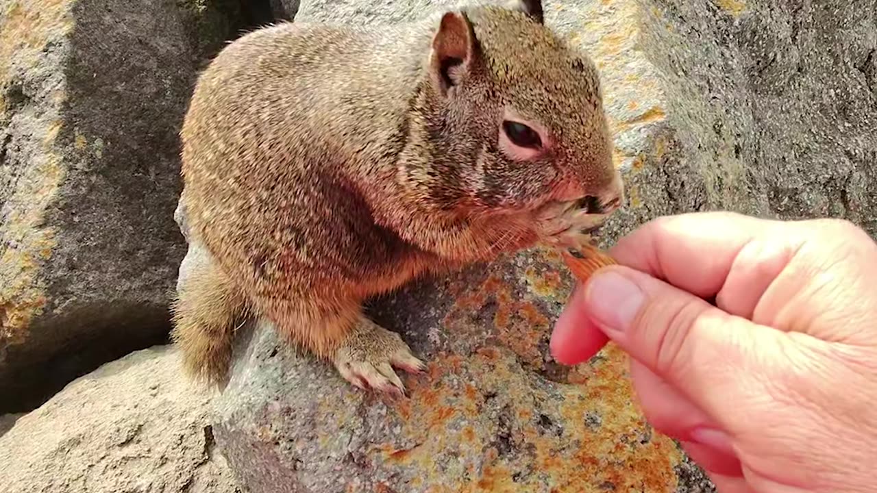 Feeding Squirrels at the Beach