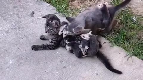 there's a mom possum somewhere with a litter of kittens very confused