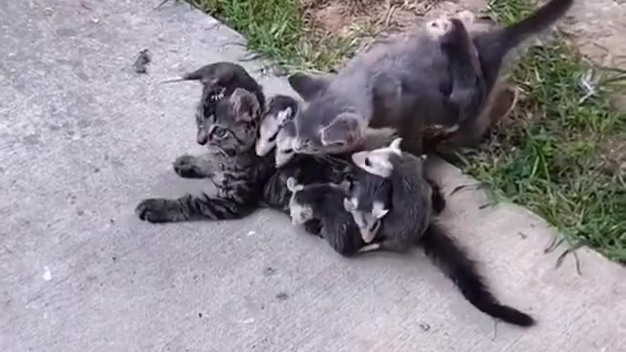there's a mom possum somewhere with a litter of kittens very confused