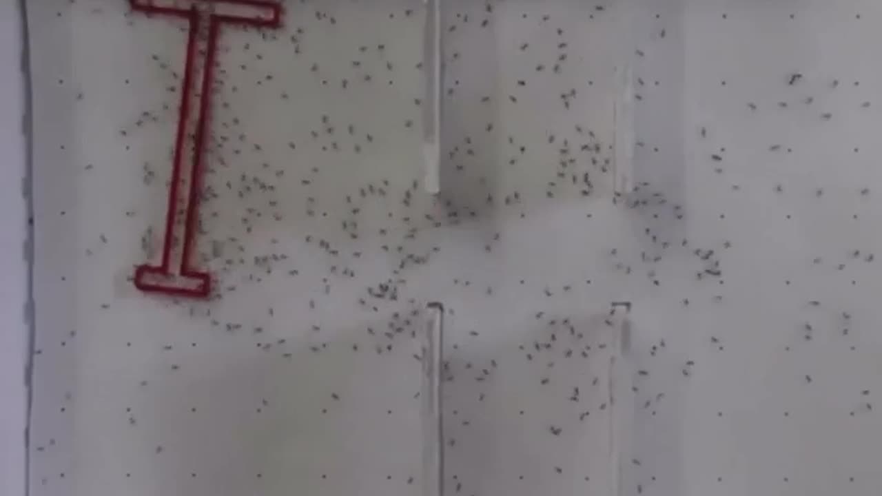 🐜🤯 Ants are Smarter than You Think! Watch Them Make a Genius Move! | FeedMyCuriosity