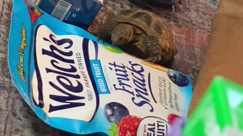 Tortoise Tries To Eat Fruit Pictured On Packaging