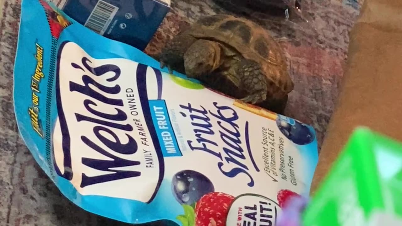 Tortoise Tries To Eat Fruit Pictured On Packaging