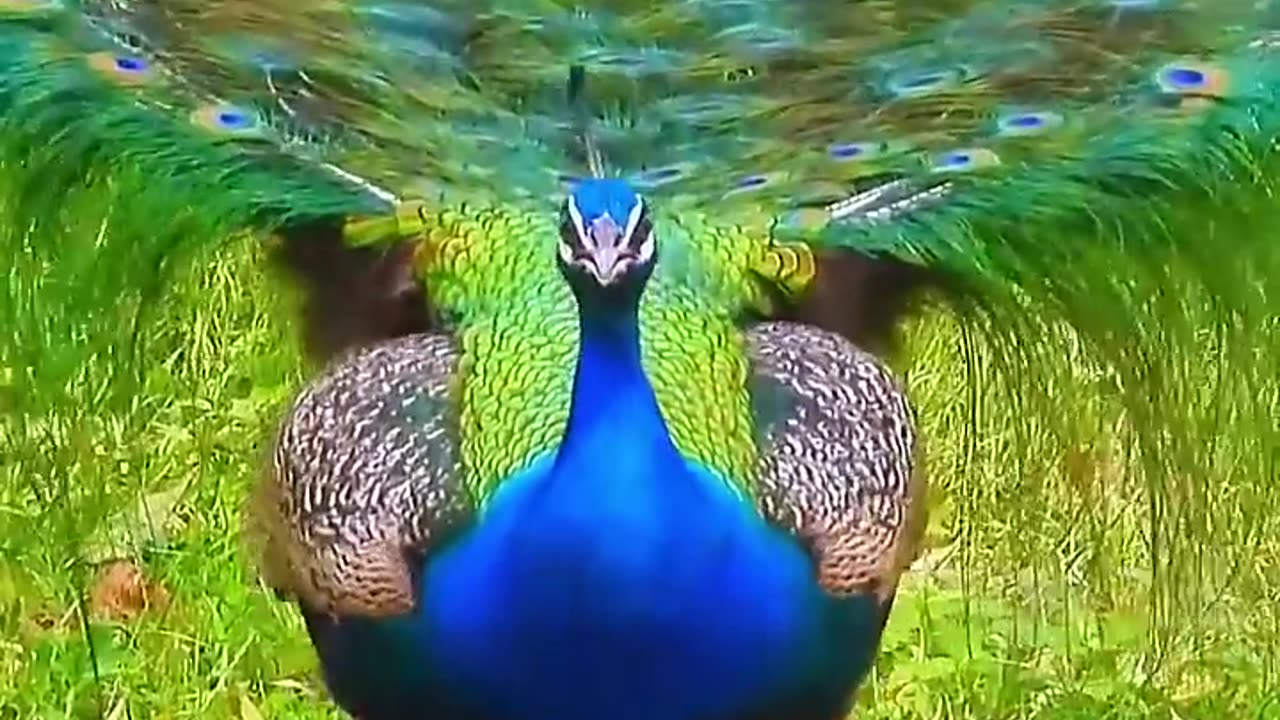 Peafowl bird ~ Peacock sound ❤️ 😍 💖