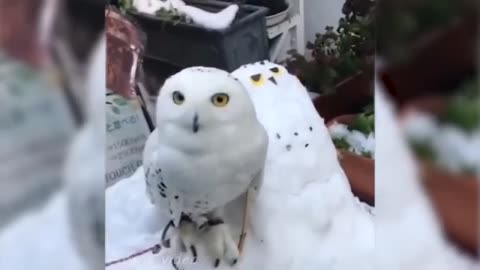 Funny Cute Owls - Try Not To Laugh...