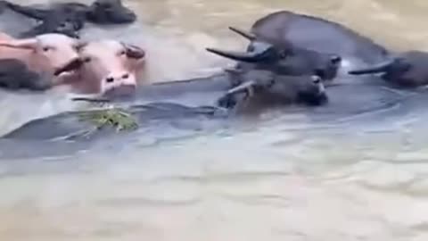 Buffaloes vs. Raging Floodwaters – Incredible Survival Battle!