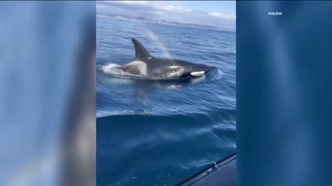 Newport Beach whale watchers get close look at orca pod