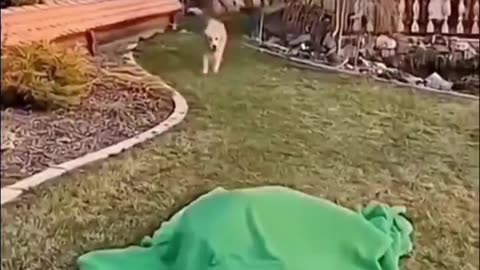 People who have pet dogs can try these