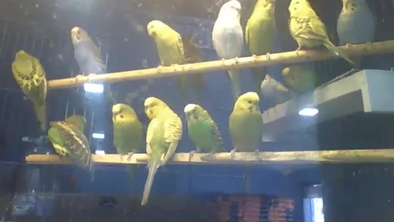 Lots of parakeets in the pet store, the birds are beautiful [Nature & Animals]