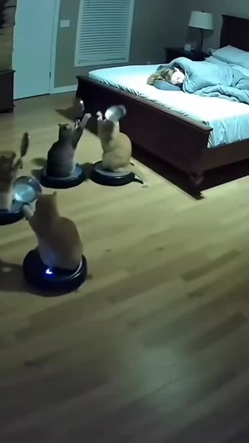 The city falls asleep, the mafia wakes up 😂