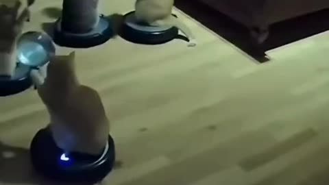 The city falls asleep, the mafia wakes up 😂