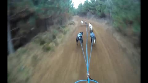 HORSEPOWER PRODUCED BY DOG POWER