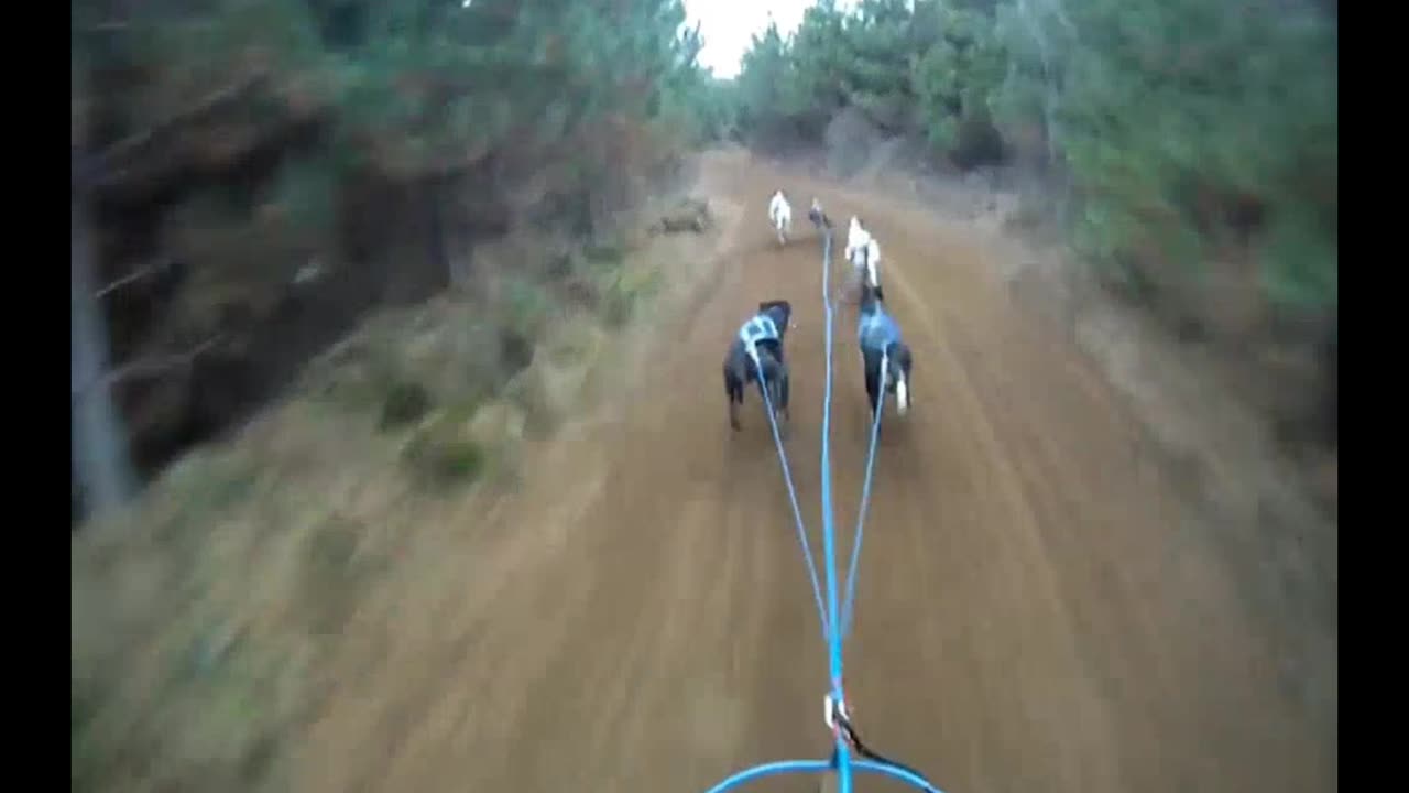 HORSEPOWER PRODUCED BY DOG POWER