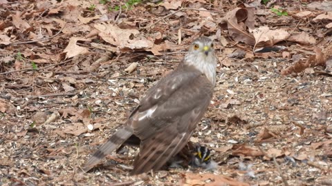 Cooper's Hawk squeezes White-throated Sparrow to Death GRAPHIC video