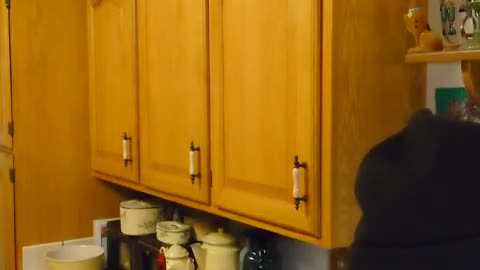 fatty demon pig - 2025 - YT - USA - November 13th or November 12th in USA part 003