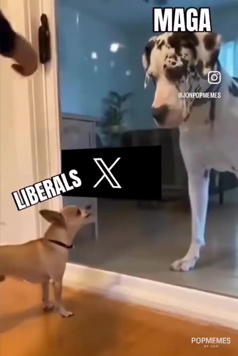 Libtards vs MAGA