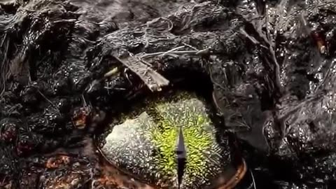 🧠✨ Crocodile Eyes: An Evolutionary Masterpiece! | FeedMyCuriosity