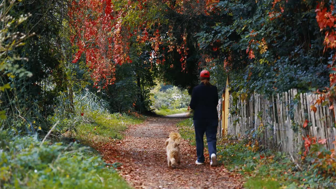 Stargazer Lofi – Floating in the Night Sky