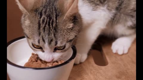 Most Popular Pets in USA