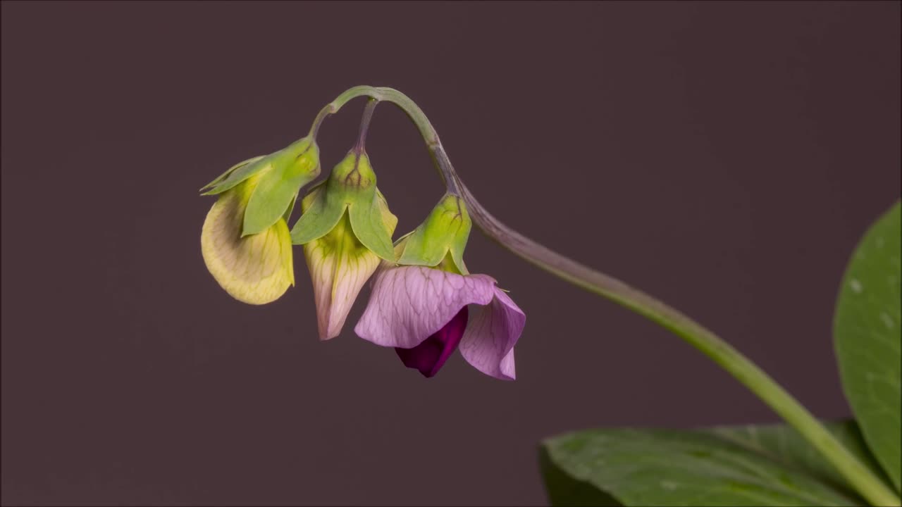 "1st Gymnopédie (2025)" - classical