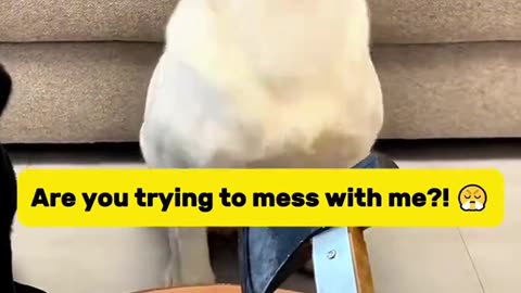When your dog acts smarter than you… and you can’t even be mad 😂🧠
