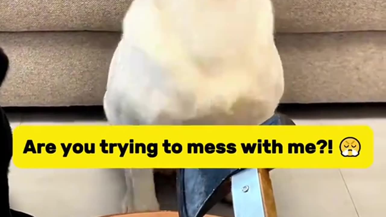When your dog acts smarter than you… and you can’t even be mad 😂🧠
