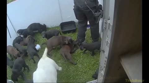 Bodycam video shows dog and 35 puppies rescued from abandoned East Sussex Caravan