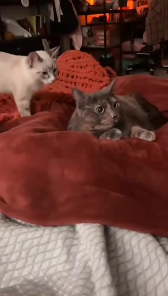 Funny, cute and Weird Pets😂