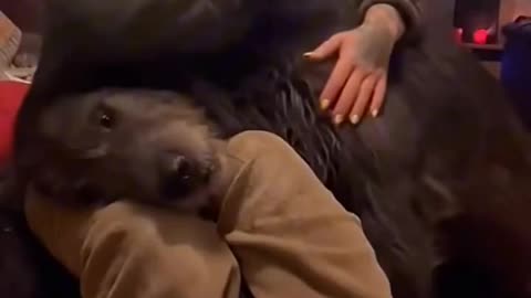 We Don't Deserve Dogs