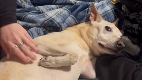 Dexterous Doggo Deftly Evades Touch