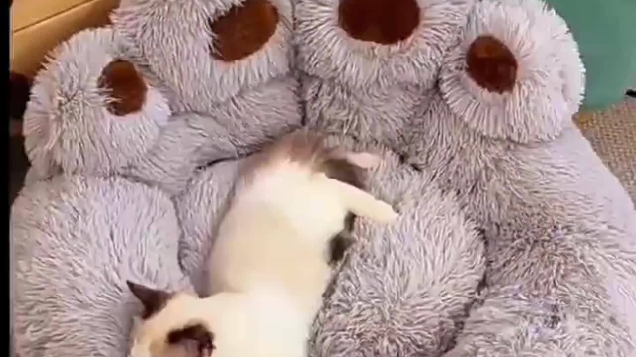 Comfortable And Fluffy Little Pet Nest for Puppies And Kittens