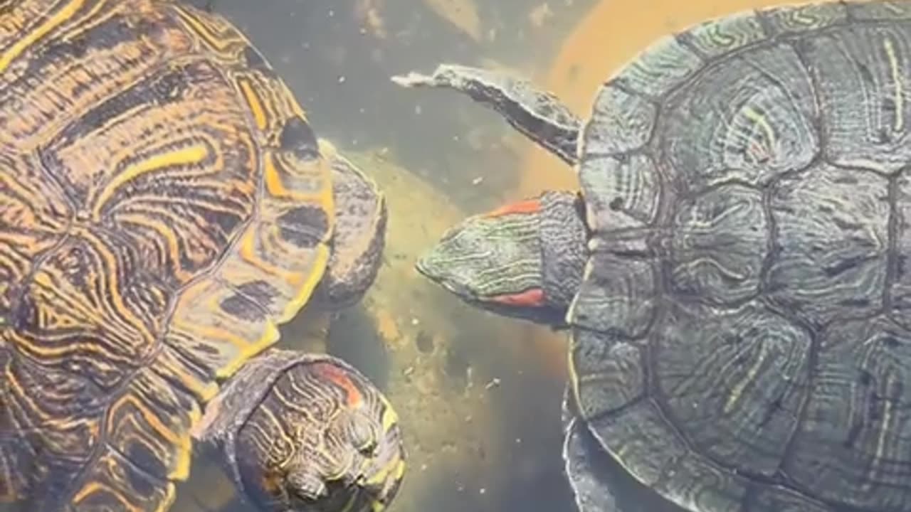 😂🐾 This Cat's Sleep Dance Will Leave You In Stitches! | FunFM