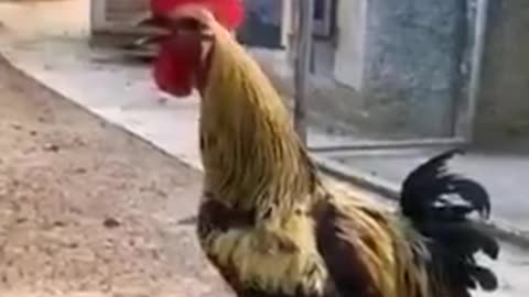 Rooster Crows Untill He Passes Out