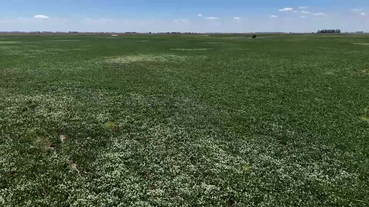 Wilted leaves signal bigger hit to Argentina's soy, corn harvest