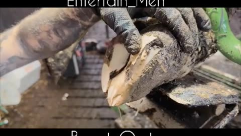 Leg Burst Treatment of Cow