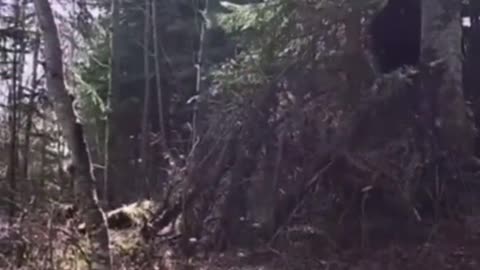 😨👣 Bigfoot Sighting Caught on Camera! Is It Real? | TheHauntingHour